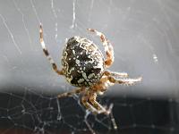Kreuzspinne 02